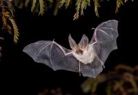 Bats originate in Europe 65 million years ago, scientists find