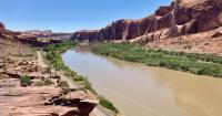 Utah wildlife officials find zebra mussels in Colorado River
