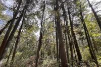 Environmentalists rally against New Jersey plan to restore Atlantic white cedars