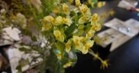 Statewide noxious weed grants open as Montana tracks spread of harmful plants