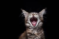 Maine Coon Kitten Thinks He's Roaring, but His Tiny Meow Says Otherwise