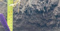 Hutton scientists to highlight importance of crop roots in Brussels