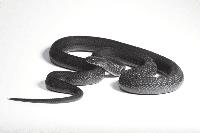 Ethiopian highlands yield a new species of egg-eating snake