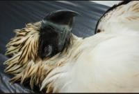 Power lines blamed in deaths of 2 Philippine eagles