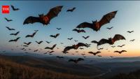 Scientists analysed 103 bat genomes and 44 fossils; their findings point to Europe as the likely birthplace of bats, challenging decades of evolutionary theories