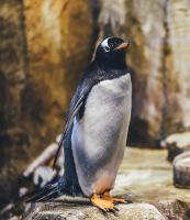 Penguin Colony Crashes 63 Percent: 680,000 Chinstraps Lost Since 2011