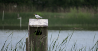 Maryland county expands Abingdon estuary preserve