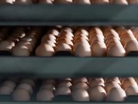Locally produced eggs power nutrition for UAE families