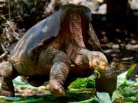 Giant tortoises now outnumber people in Seychelles