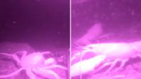 Filmmaker captures invasive species by dropping night-vision camera into the River Thames’ murky depths