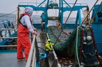 How the fish behind America’s fish sticks is fueling a fight over trawling in Alaska