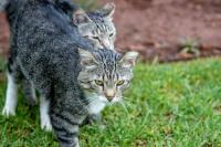 Cats stolen for restaurants in Vietnam