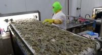 UCN launches Europe-bound Ecuadorian vannamei shrimp FOB price assessments, with 2 year history