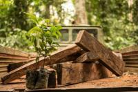 Taylor Guitars, Crelicam Move to Secure Ebony Supplies in Cameroon