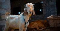 Polish prosecutors seek to drop case against South Asian men who slaughtered goat in kebab bar