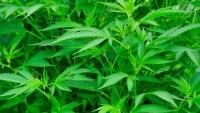 NL’s only legal medicinal cannabis grower goes bust