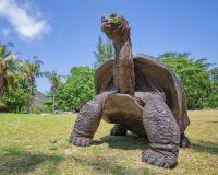 Seychelles counts record number of giant tortoises
