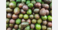 Tanzania's avocado exports reach 52,000 tons, exceeding 2030 target