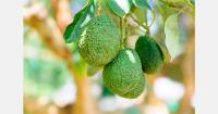 Mexico tightens avocado export rules as shipment values fall 44.5%