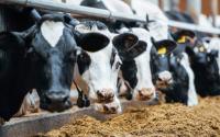 Judge Upholds Environmental Permit For State’s Largest Dairy Farm