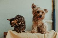 Friends of Animals Demand a Ban on Loud Pyrotechnics in Croatia