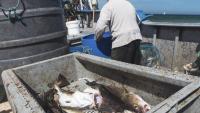 Scientists advise 'zero catch' for cod in 2027 over stock