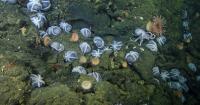 Scientists Discover World’s Largest Underwater Garden Home to 20,000 Octopuses