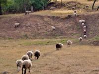 EU Steps Up Scrutiny of Greece’s Sheep Pox Response