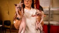 Scientists try to interpret cat meow