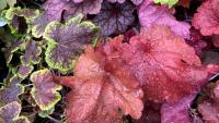 Gardening: Fill your garden with the joy of perennials
