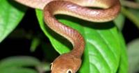 New brown treesnake inspection rules now in effect for small vessels arriving from Guam