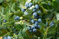 Meet OBG-Belair, Oregon Blueberry’s newest high-yield, mid-chill, large-to-jumbo cultivar