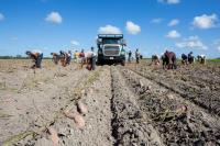 The ag industry’s biggest pain: University of Florida researchers tackle workplace strain