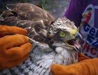 Villagers rescue ailing Philippine serpent eagle in Zamboanga del Norte
