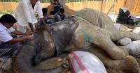 Foreign veterinary team examines ailing African elephant in Pakistan