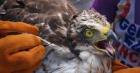 Philippine Serpent Eagle rescued in Zamboanga del Norte