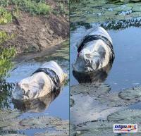 LETTER (VIDEO): Fitches Creek Pond Is Not a Dumping Ground