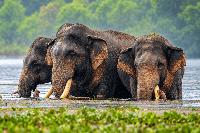 Sri Lanka elephant found with a gunshot wound. How can tuskers be protected?