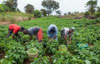 Agbugba urges African universities to link research with farmers’ needs