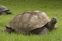 At 194, the World’s Oldest Tortoise Has a Surprising Secret Hidden in His DNA