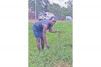 Scientists find solution to an invasive weed ravaging farms