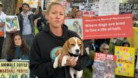 Testing on animals draws backlash while scientists say it's still needed to advance medical research