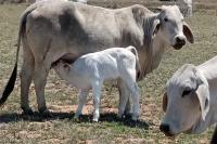 Regional collaboration needed to fight FMD in SA, Namibia, and Botswana