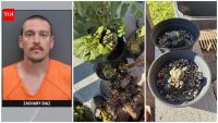 A Florida man sold hallucinogenic cacti and mushrooms on Facebook Marketplace; 131 plants seized