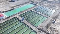 SA helps feed China’s huge desert fish-farming boom