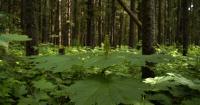 American public rejects lifting the Roadless Rule, Alaska timber industry in favor