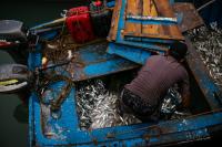 Greece’s Seafood Problem Starts Elsewhere