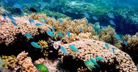 Marianas mining suit to follow Samoa ruling, no separate hearing planned