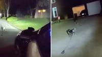 In Kansas, a dog trailing a leash flagged down police, led them to owner having medical emergency