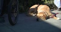 Northern Nevada pet owners face high prices, tough choices